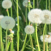Craniosacrale e Mindfulness