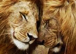 Mindfulness in relazione