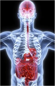 La Pancia Movimento ed emozione