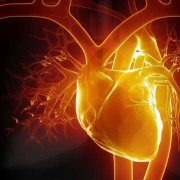 Conferenza 2015: L'embodiment della Compassione