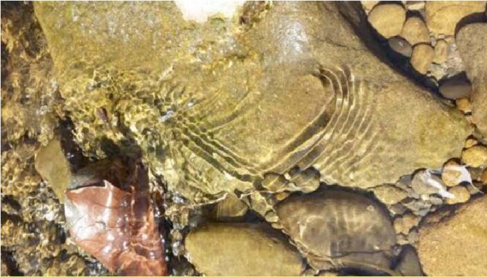 Associazione Culturale MU - Programma formazione craniosacrale - I Tessuti