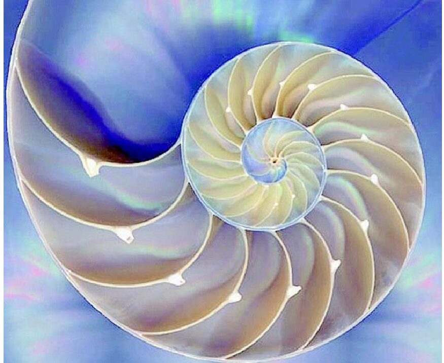 I.A.P.E. - Formazione in biodinamica craniosacrale: Linea mediana e Dermalgie Riflesse