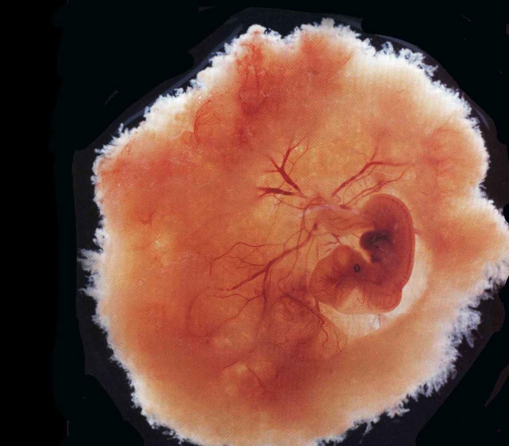 L'embrione dentro di noi