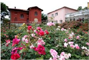 La malattia oncologica: management integrato del percorso terapeutico e della cura alla persona