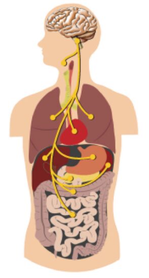 La Teoria Polivagale e L'Attaccamento