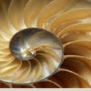 L'operatore consapevole - LA LINEA MEDIANA