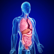 Corsi Avanzati in Biodinamiche Viscerali: Cuore e Circolazione