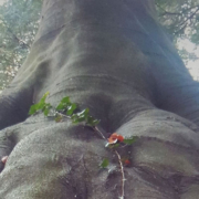 Gesti di Presenza - Webinar con Luisa Brancolini