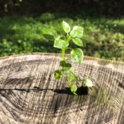 Webinar Soci Istruttori A.CS.I.