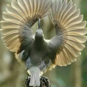 Spiegare le ali - con Kavi Gemin e Bhadrena Tschumi