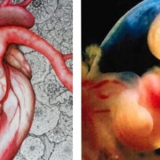 Il cuore e l'incarnazione dell'essere - Seminario avanzato