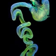 Incontri online con Katherine Ukleja: Il cervello nella pancia