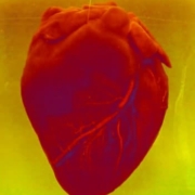 Gli organi: spazi di pienezza e tridimensionalità