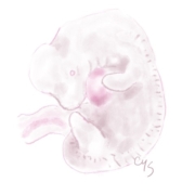 Incontrare le Forze Organizzatrici della vita: l'Embriologia nella B.C. - 3° incontro