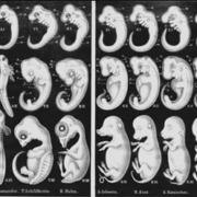 Biodynamics Experiences: L'evoluzione dentro di noi