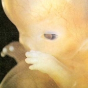 Biodynamics Experiences: L'embrione dentro di noi