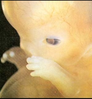 Biodynamics Experiences: L'embrione dentro di noi