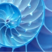 Webinar di presentazione Formazione Biodinamica Craniosacrale