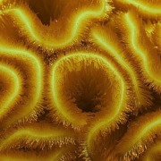 The Belly-Brain. Il cervello nella pancia