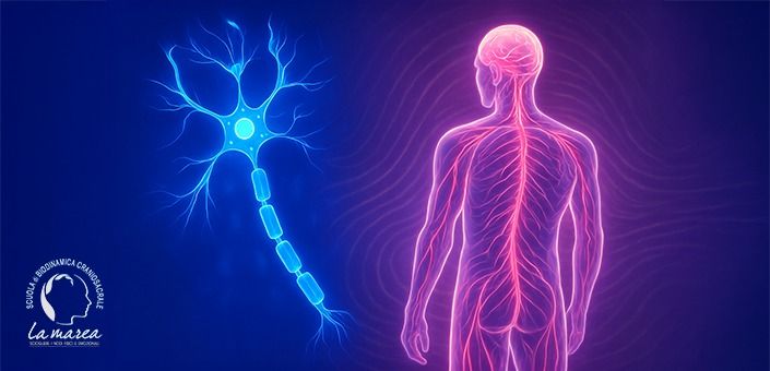 La prospettiva Polivagale in Biodinamica Craniosacrale