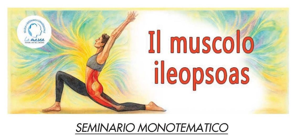Il muscolo Ileopsoas